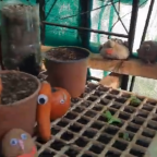 ¿Cómo hacer un huerto en tu casa?