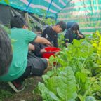 Huerto Escolar: Una cosecha que promueve el aprendizaje