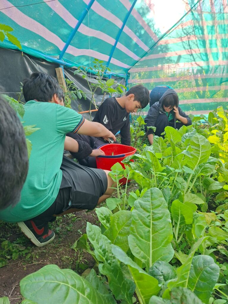 Huerto Escolar: Una cosecha que promueve el aprendizaje